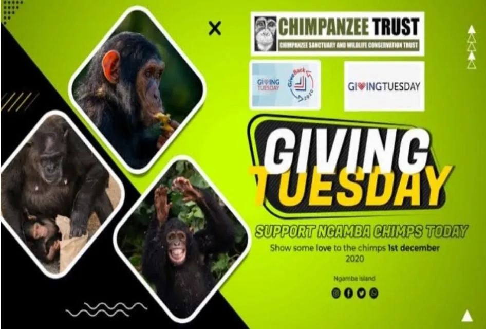 Chimpanzee Trust