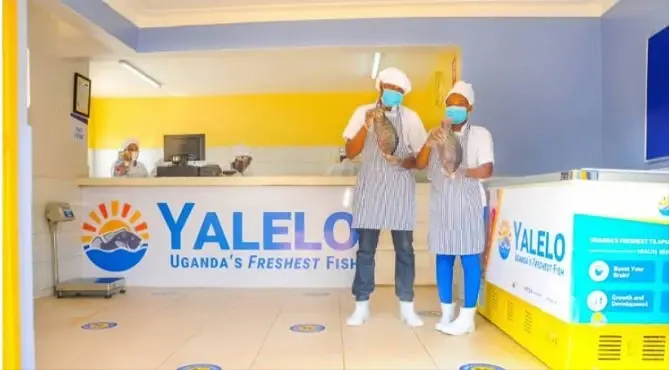 Yalelo